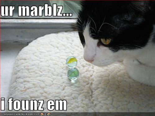 funny-pictures-cat-finds-your-lost-marbles1.jpg